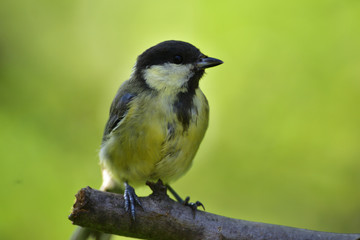 Obraz premium Close up of great tit with sunflower in the beak in garden