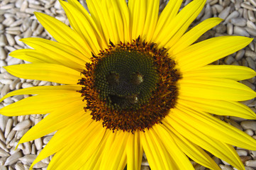 Obraz premium Sonnenblume und Sonnenblumenkerne 