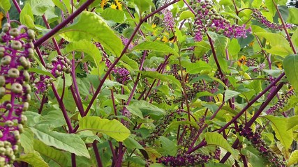 Phytolacca americana, also known as American pokeweed, pokeweed, poke sallet, or poke salad.