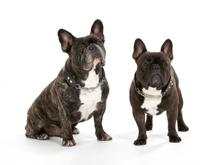 French bulldog portrait isolated on white. Copy space.