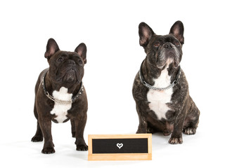 French bulldog portrait isolated on white. Copy space. Empty nameplate in front.