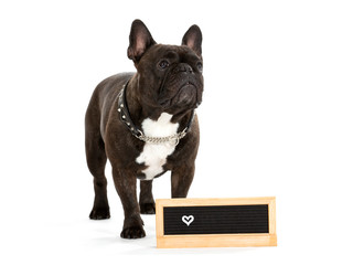 French bulldog portrait isolated on white. Copy space. Empty nameplate in front.