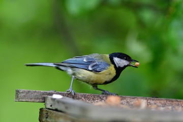 Fototapeta premium Great tit eats sunflower seed on a tree branch