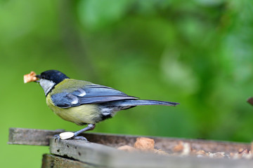 Great tit eats sunflower seed on a tree branch