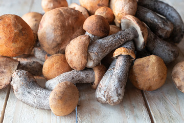 Wild Mushrooms on table closeup 