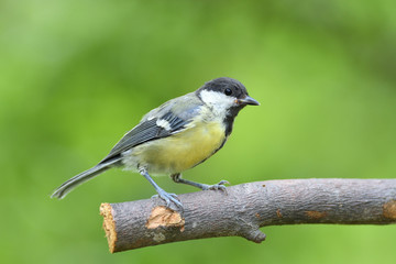 Fototapeta premium Close up of great tit with sunflower in the beak in garden