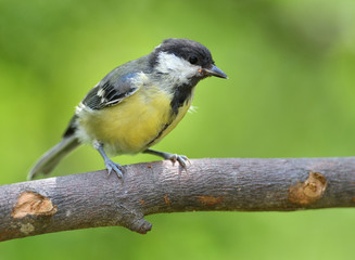 Portrait of a great tit sitting on a tree branch