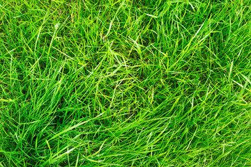 grass background. Top view on lawn