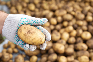 Fresh harvested potato in hand over pile of potatoes background
