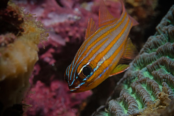 Fototapeta na wymiar Yellowstriped cardinalfish, Gelbstreifen Kardinalbarsch (Apogon cyanosoma)
