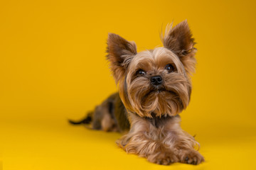Fototapeta premium Yorkshire Terrier dog on a yellow background...