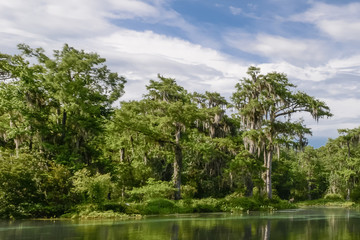 tropical landscape with river and trees