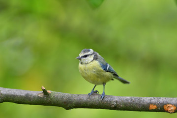 Great tit eats sunflower seed on a tree branch