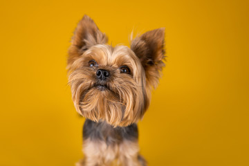 Yorkshire Terrier dog on a yellow background...