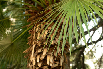 Naklejka na ściany i meble Leaves and trunk of a palm tree close-up. Big leaves and trunk of a palm tree. Tropical texture.