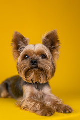 Yorkshire Terrier dog on a yellow background...