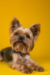 Yorkshire Terrier dog on a yellow background...