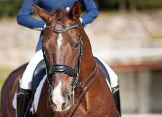 A red sports horse with a bridle and a rider riding on it.