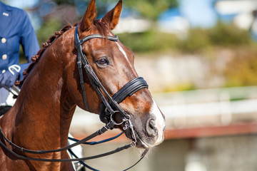 Fototapeta premium Czerwony koń sportowy z uzdą i jeźdźcem na nim.