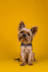 Yorkshire Terrier dog on a yellow background