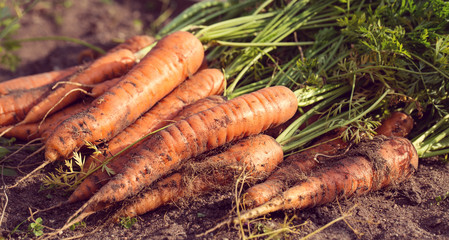 A lot of carrots with halm on green grass at the garden