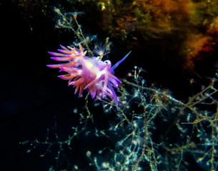 A vibrant Paraflabellina ischitana nudibranch in Malta