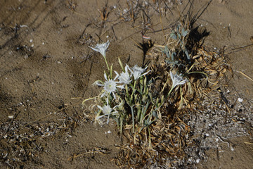 Sea daffodil, sea flower, close up