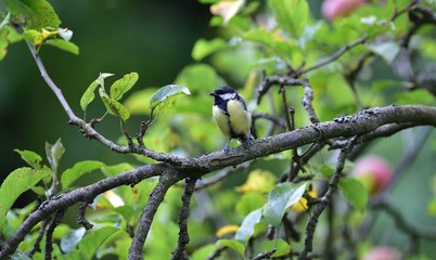 Fototapeta premium Great tit eats sunflower seed on a tree branch