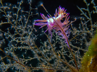A vibrant Paraflabellina ischitana nudibranch in Malta