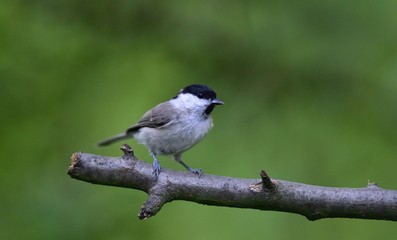 Close up of willow tit with sunflower in the beak in garden