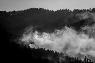 Ferne Nebelschwaden erheben sich zwischen den dunklen Tannen des Schwarzwaldes