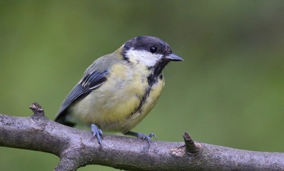 Obraz premium Close up of great tit with sunflower in the beak in garden