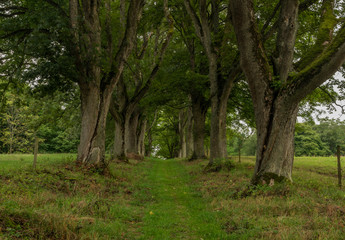 Obraz premium Kings alley with old leaf trees near Kostelni Briza village