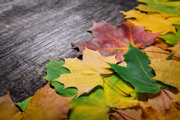 Naklejka na ściany i meble Frame of autumn maple leaves