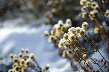 White Ice Crystal On Dry Flower During Winter On A Snowfield, Spokane, Washington, United States.