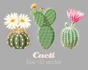 Foto op Canvas Vector illustration set of high detailed cacti © olga_igorevna