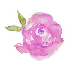 Isolated Watercolor Peony With Leaves. Painted Peony. Pink Roses