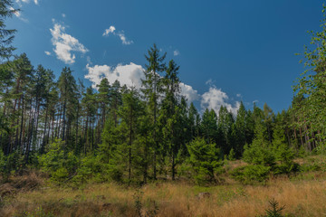 Forests in Slavkovsky les near Smrkovec old village in summer sunny day