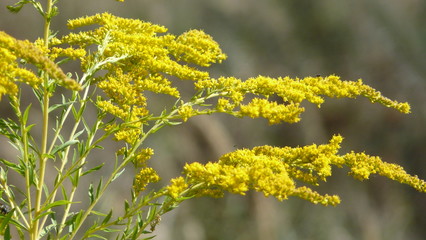 Waldblume Goldrute isoliert