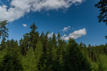 Forests in Slavkovsky les near Smrkovec old village in summer sunny day