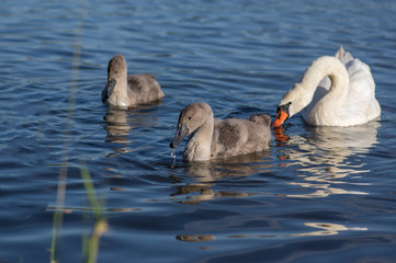 Group of swans on blue lake, largest waterfowl family, white adult, gray little swan animals