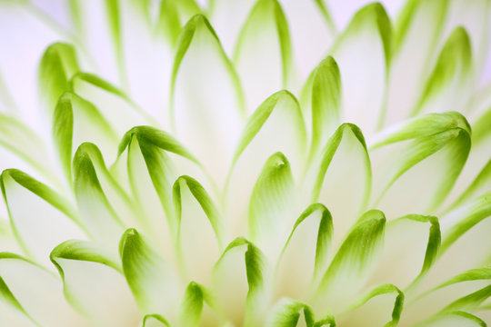 Green-white dahlia flower macro