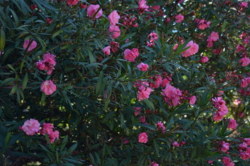 flowers in the garden
