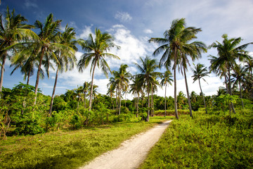 Fototapeta na wymiar Tropical wild park with coconut palm trees. Travel destinations