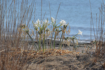 Sea daffodil, sea flower, close up