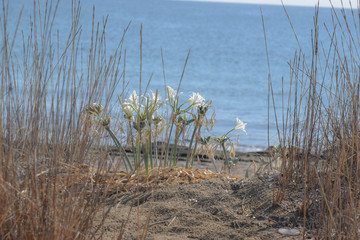 Sea daffodil, sea flower, close up
