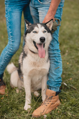 Closeup dog husky tongue. closeup shoes. Stylish couple feet, in love, their body. Friendship, pet and human. dog walking with owner outdoors
