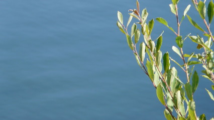 Gewässer See mit Pflanzenzweig