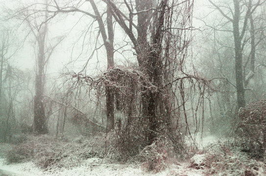 haunting winter