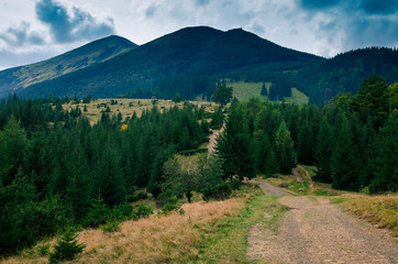Forest high-altitude stone trail with roots of ancient wild wood